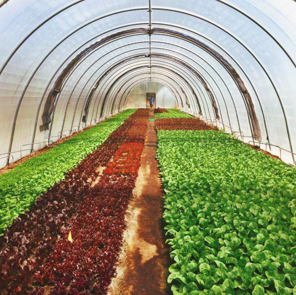 Beyond Organic Farms